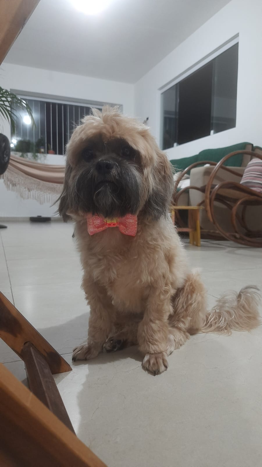 meu cachorro, Dexter, com uma gravata borboleta pousando para foto