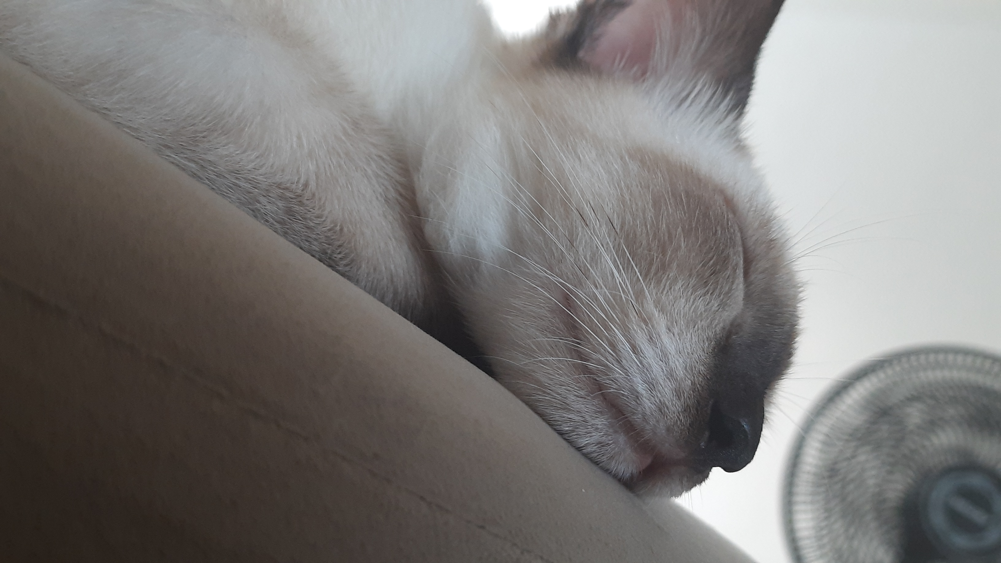 walter white, the cat, sleeping on the edge of a couch, the best cat in the world