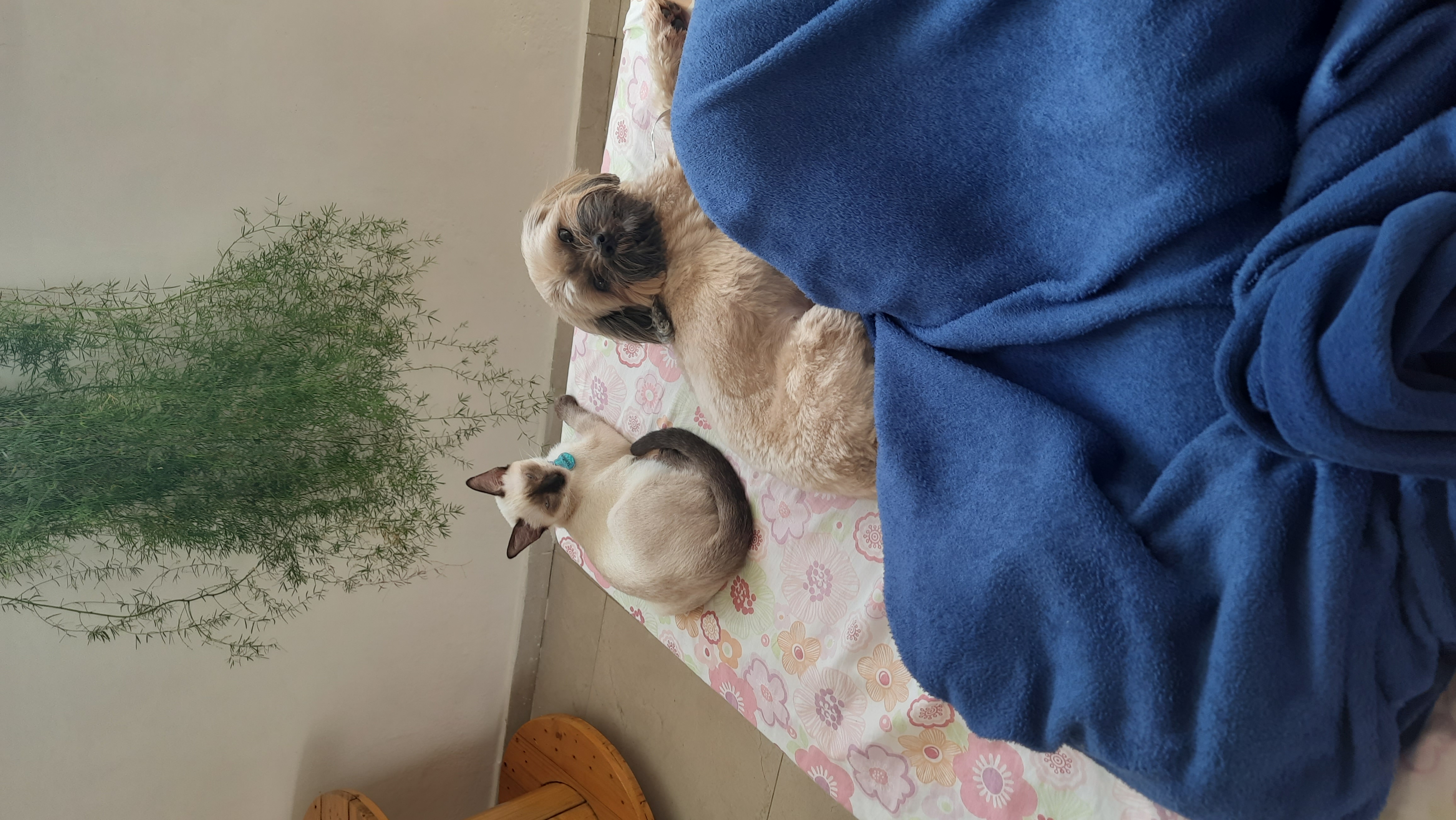 walter white and dexter, the cat and the dog, lying at the adge of a bed looking angrilly at the photo